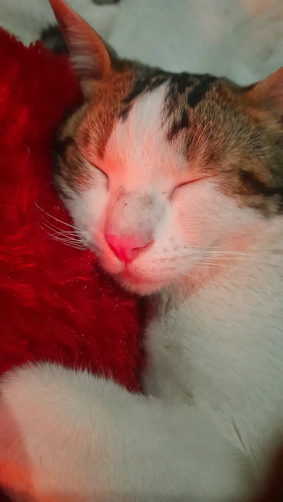 A close-up of a calico cat with white, orange, and black fur, eyes closed in apparent sleep, nestled against a bright red…