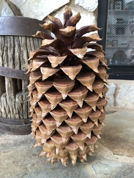 A large, brown pine cone stands upright on a stone patio, its scales clearly visible. Behind it is a rustic wooden barrel…