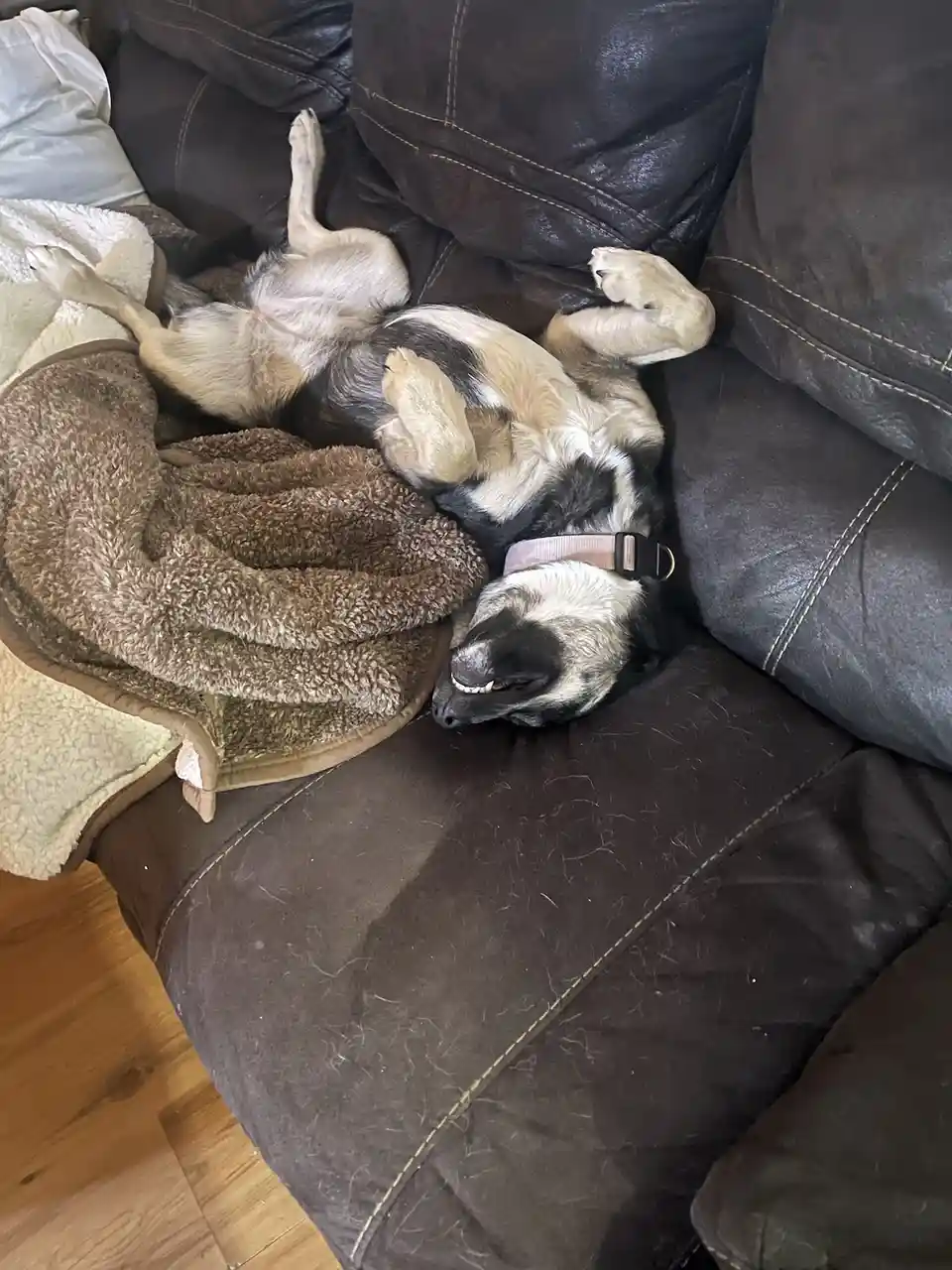 A black and tan dog is lying on its back on a dark brown leather couch, paws in the air, with a fluffy brown blanket…