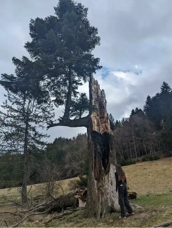 A person with long hair stands beside a large, hollowed-out tree trunk in a forested, grassy area under a cloudy sky. The…