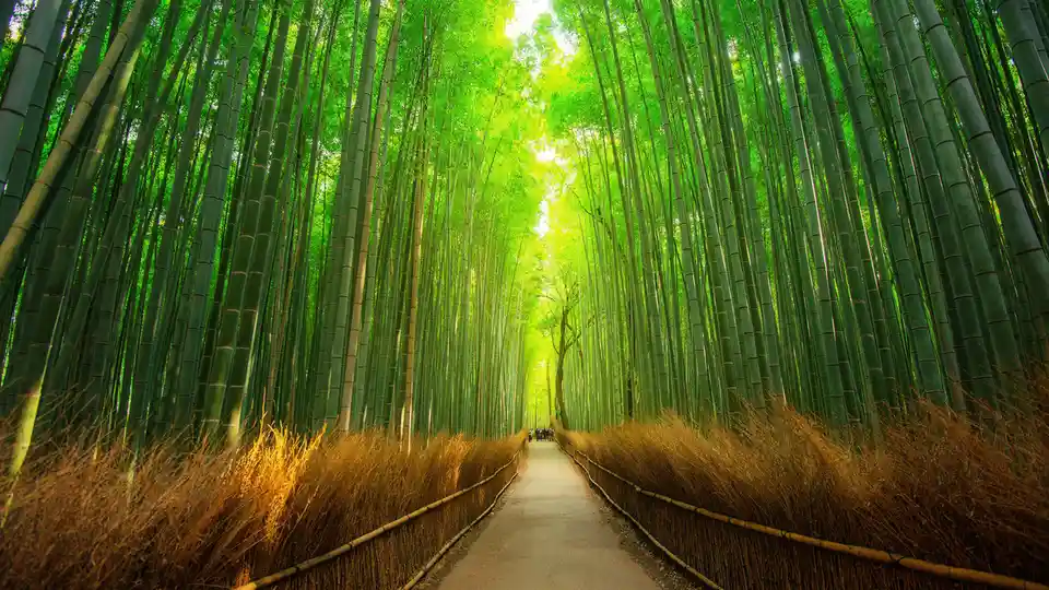 In Kyoto's Arashiyama district, just a stone's throw from urban bustle, lies the serene Sagano Bamboo Forest. Strolling…