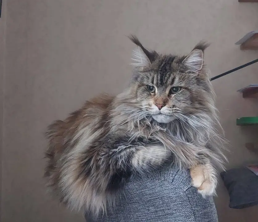 A fluffy, long-haired cat with a grumpy expression sits perched on a gray fabric surface, looking directly at the camera…