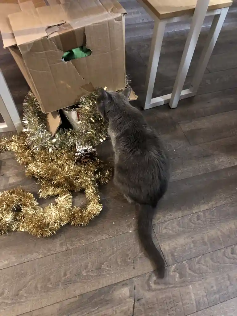 17 and a Half and Living the Tree Snack Life!