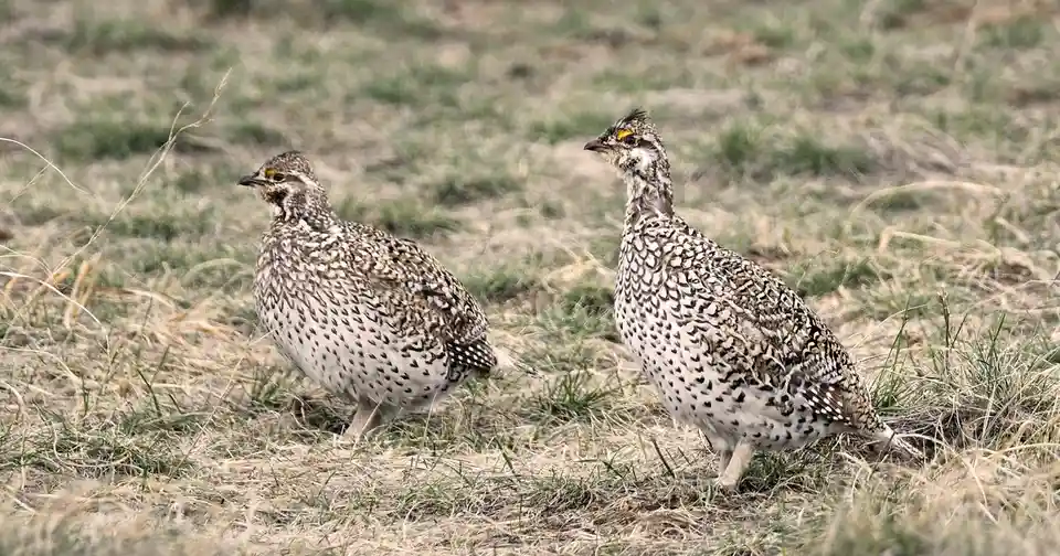 Two plump, speckled birds with orange eye patches stand side-by-side in a field of dry and green grass. The bird on the…
