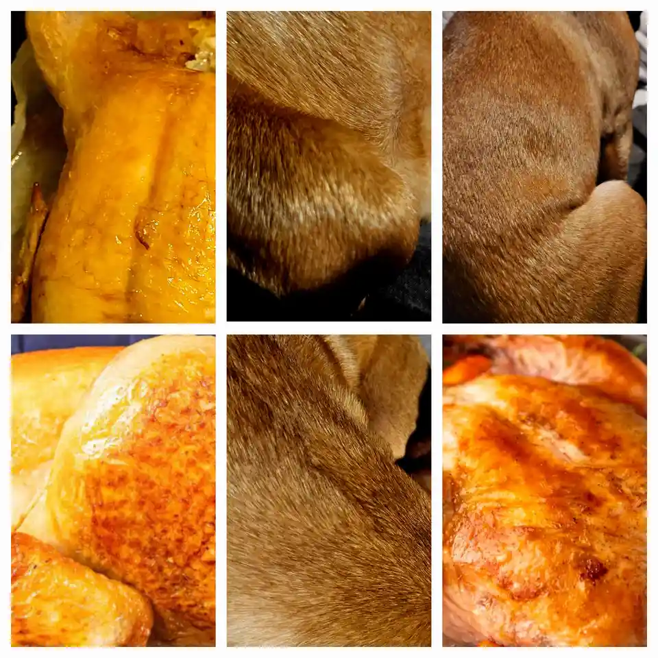 A six-panel grid compares close-up shots of roasted turkey skin with close-up shots of a dog's brown fur, highlighting their…