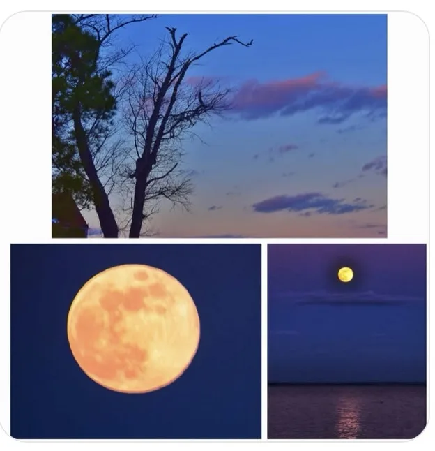A collage of three photos of the moon: one large close-up, one small over water, and one behind tree branches at dusk…