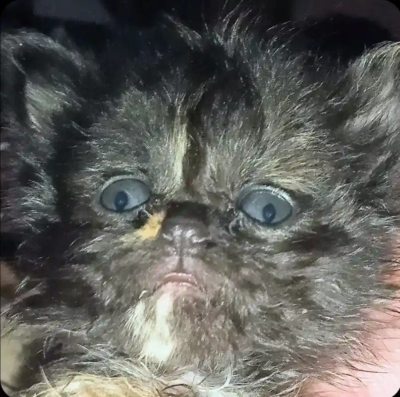 A close-up photo of a fluffy, dark-furred kitten with wide, startled blue eyes and a slightly downturned mouth, giving it a…