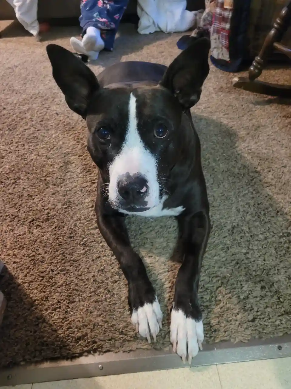 A black and white dog with large ears and a white stripe down its face sits attentively on a brown carpet, looking up with…