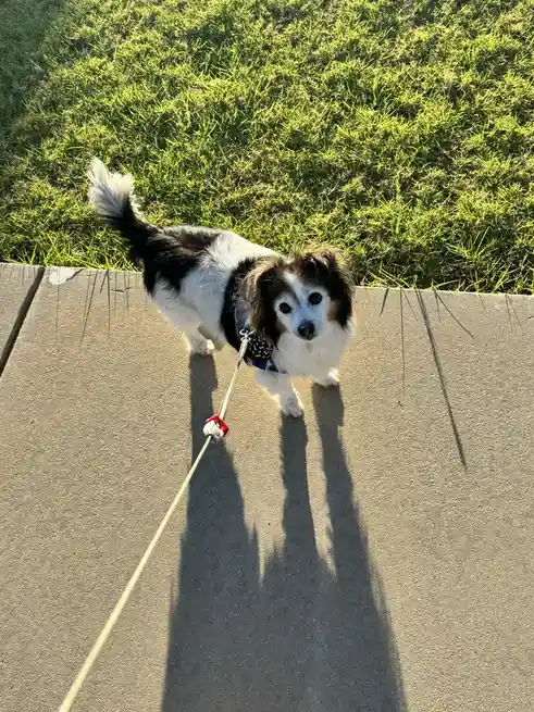 A small black and white dog with floppy ears and a fluffy tail stands on a concrete path, looking up at the camera while on…