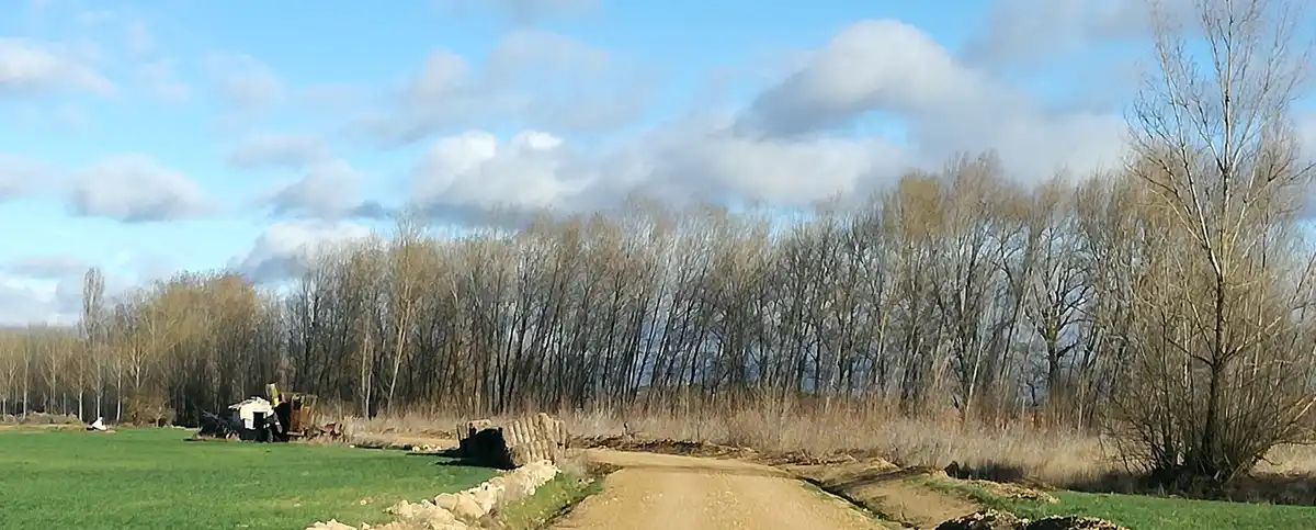 A wide rural landscape with a dirt path leading toward a line of bare trees under a partly cloudy sky. On the left, there's…