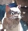 A low-resolution image of a cat with wide, startled eyes and a slightly open mouth, looking upward. The cat has white fur on…