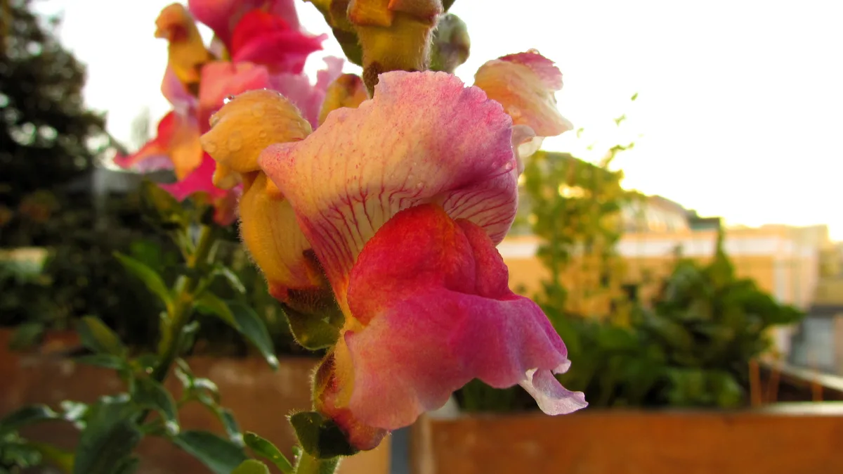 A close-up photograph of a vibrant pink and yellow snapdragon flower with dewdrops, set against a blurred background of…