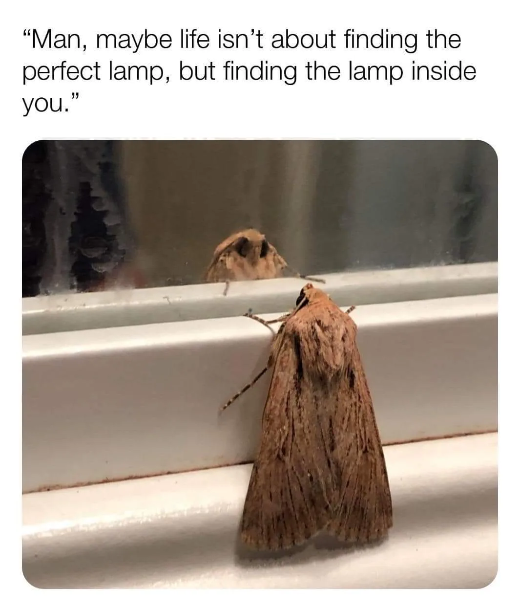 A brown moth is perched on a white windowsill, looking at its reflection in the glass. The overlaid text reads: 'Man, maybe…