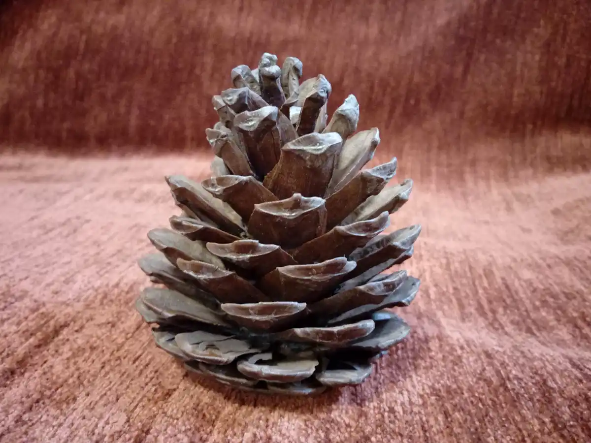 Pinecone Enthusiasm at Its Finest!