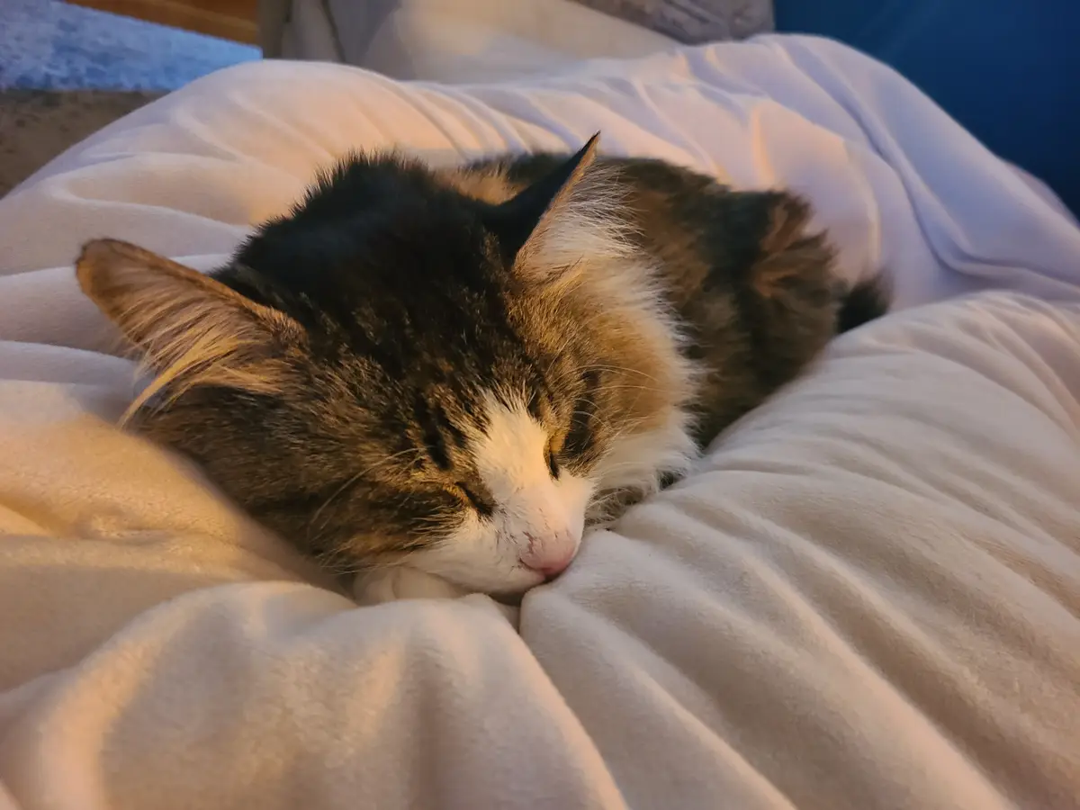 A fluffy calico cat with black, brown, and white fur is curled up and sleeping peacefully on a soft white blanket. The cat's…