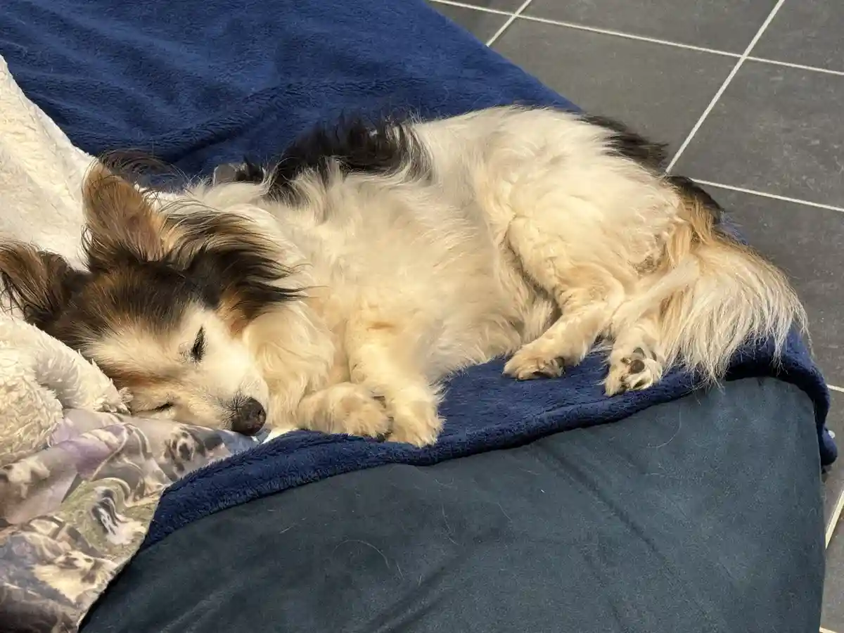 A small, fluffy dog with white and black fur is curled up asleep on a blue blanket, resting its head on a patterned pillow…