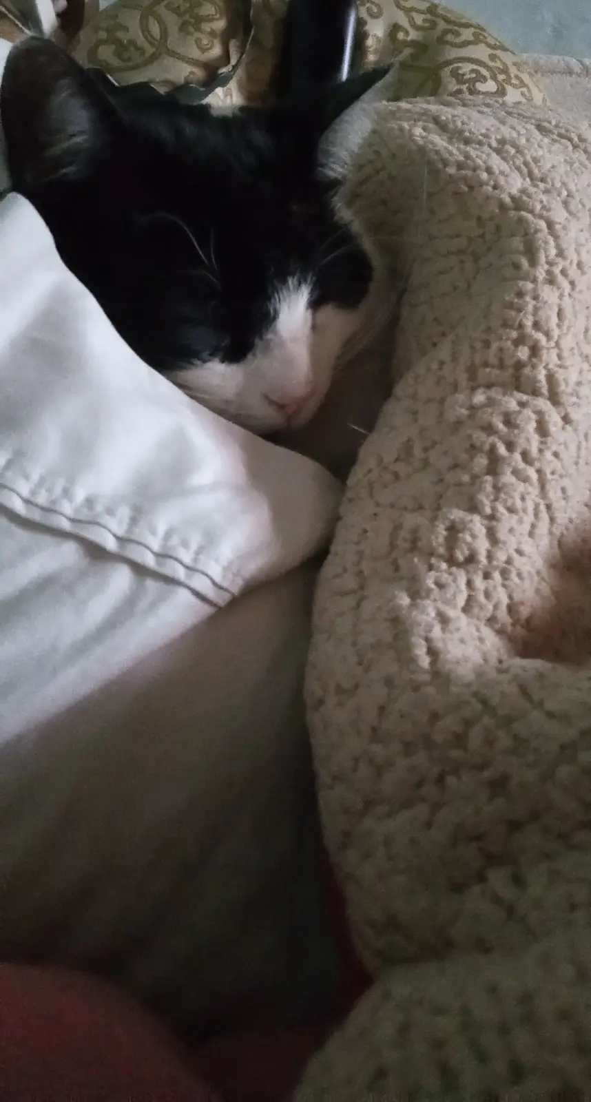 A black-and-white cat is sleeping peacefully with its head nestled between a white pillow and a beige textured blanket…