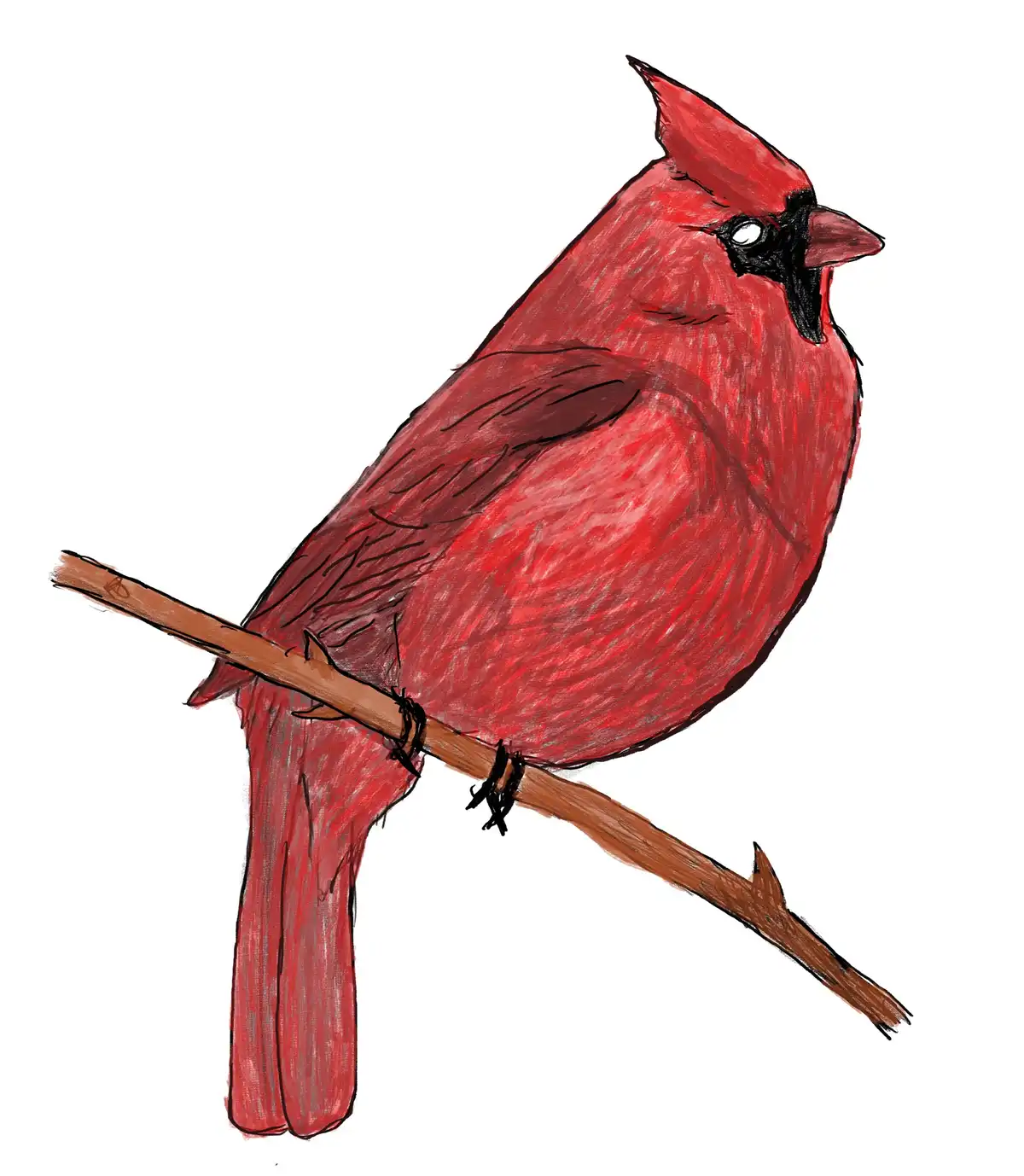 A hand-drawn illustration of a bright red male cardinal perched on a brown branch against a plain white background. The bird…