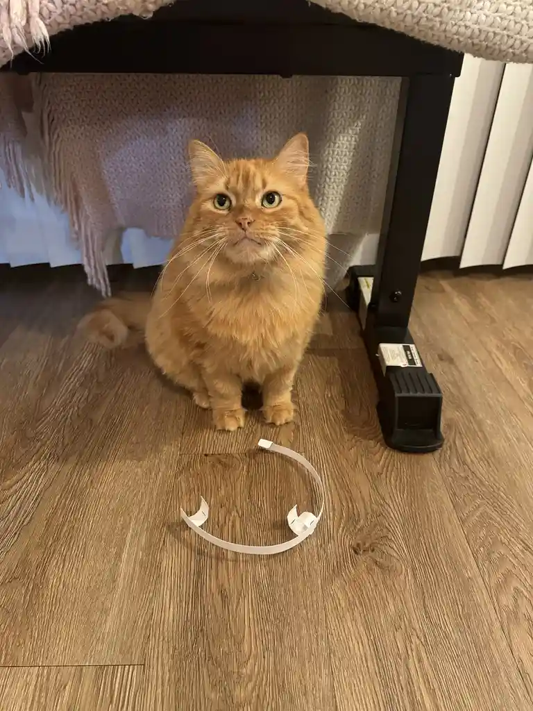 An orange tabby cat sits on a wooden floor under a piece of furniture, looking directly at the camera with a serious…