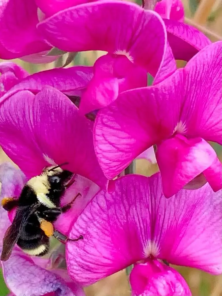 Just a Bee Buzzing By