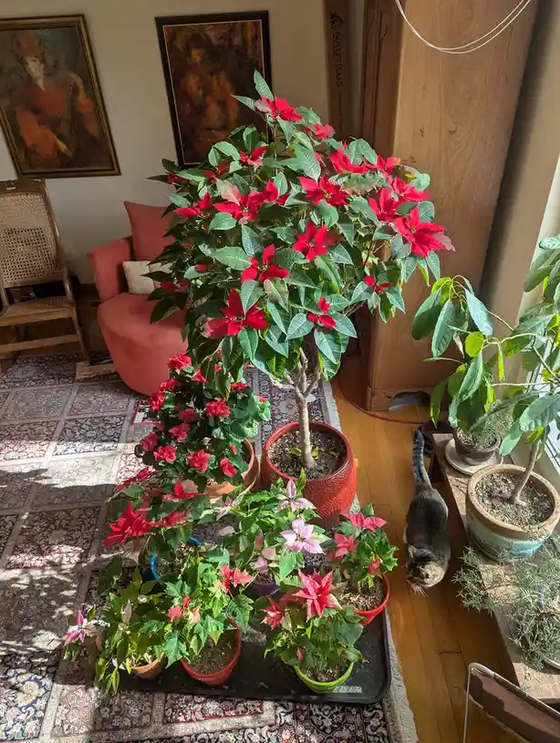 Check out the latest update on my 5-year-old Poinsettia!