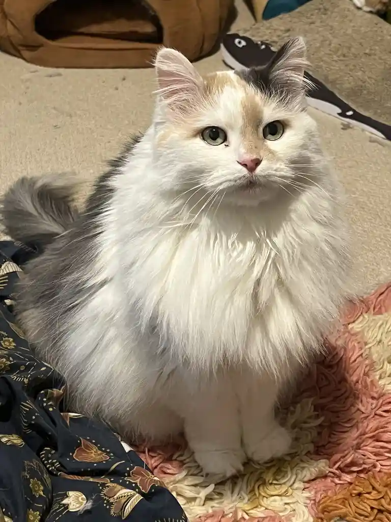A fluffy, long-haired calico cat with white, gray, and orange fur sits upright on a textured rug, looking directly at the…