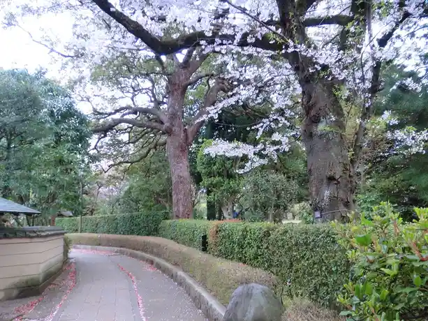 A serene garden path lined with neatly trimmed hedges, flanked by two large, mature trees with abundant white blossoms…
