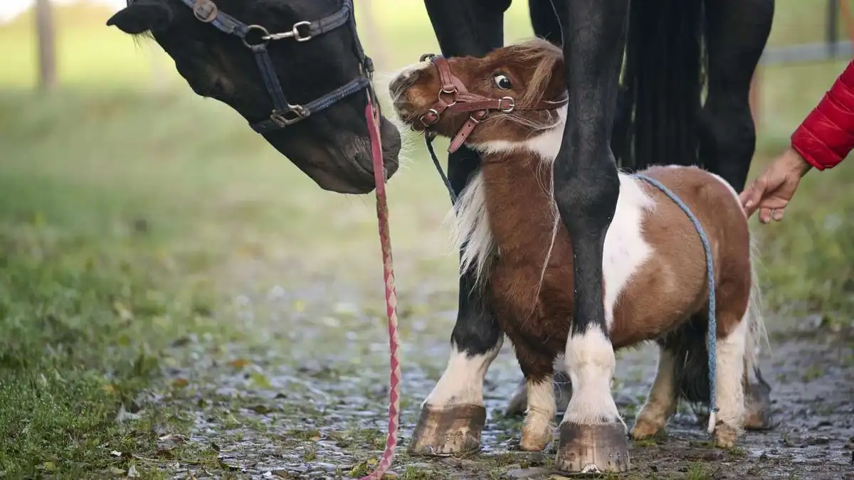 A small brown and white pony stands next to a much larger black horse, both wearing halters and leashes. The pony looks up…
