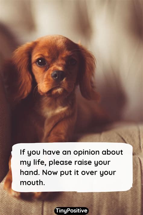 A close-up photo of a small, brown, long-eared puppy with large, expressive eyes looking directly at the camera, sitting on…