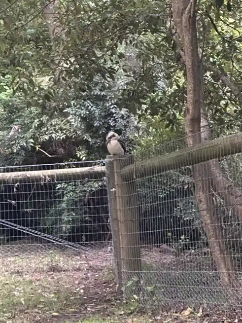 A kookaburra perches on a wooden fence post in a wooded area, looking directly at the camera. The image has text overlaid…