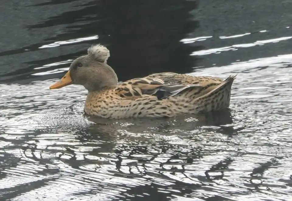 A duck with a distinctive mohawk-like tuft of white feathers on its head is swimming in rippling water. The duck has a…