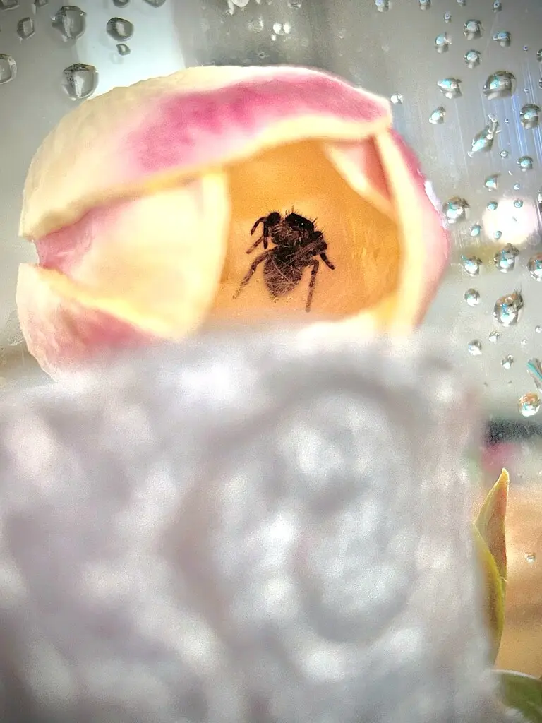 A close-up photo shows a small dark spider sitting inside the open, pink and yellow petals of a flower bud. The image is…