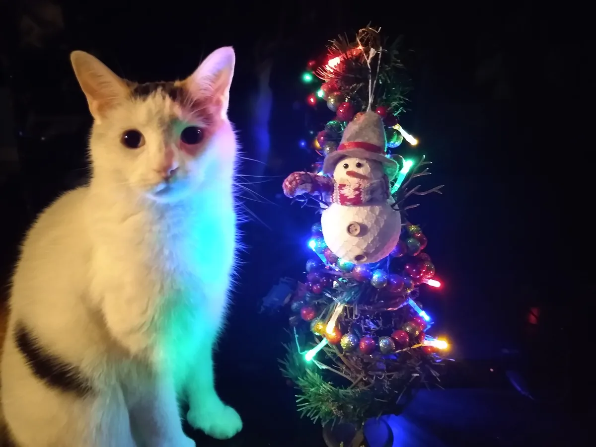 Wishing you a Merry Christmas from Santa Claws!