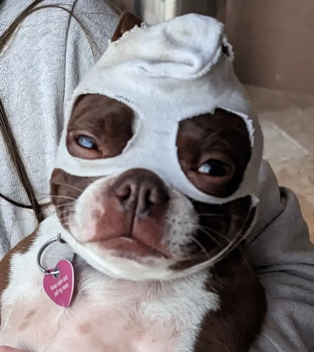 Freeze! Place the kibble in the bowl and no one gets hurt!