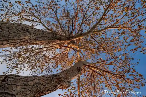 A low-angle photograph looking up at a tree with textured bark and sparse, golden-brown leaves against a clear blue sky. The…