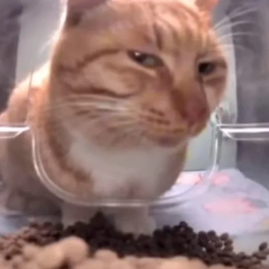 My cat's reaction when I give him even the tiniest bit less food than usual