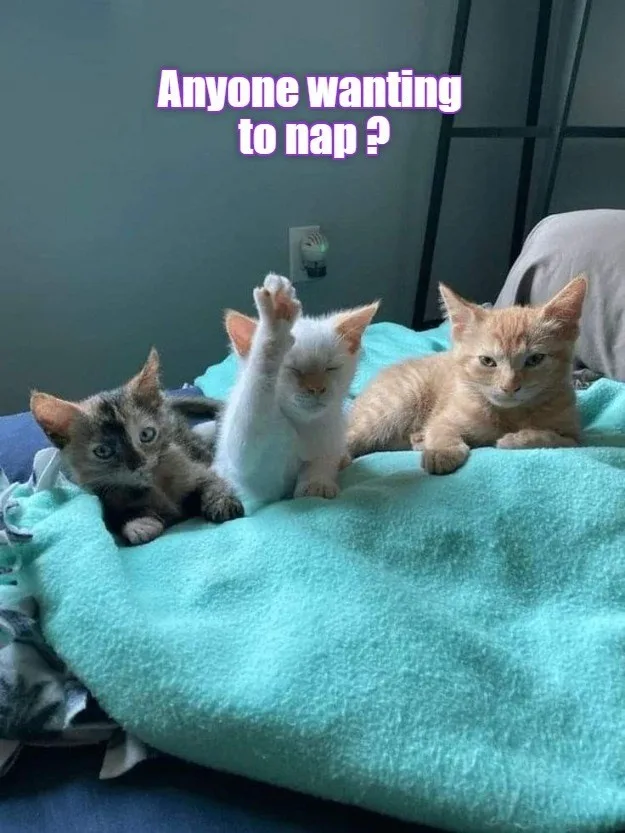 Three kittens are lying on a teal blanket on a bed. The middle white kitten has one paw raised and eyes closed as if…