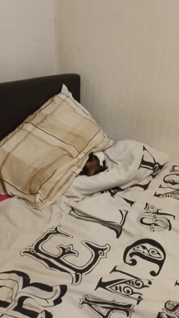 A small dog is shown in three panels, progressively emerging from under a blanket on a bed with a patterned duvet. In the…