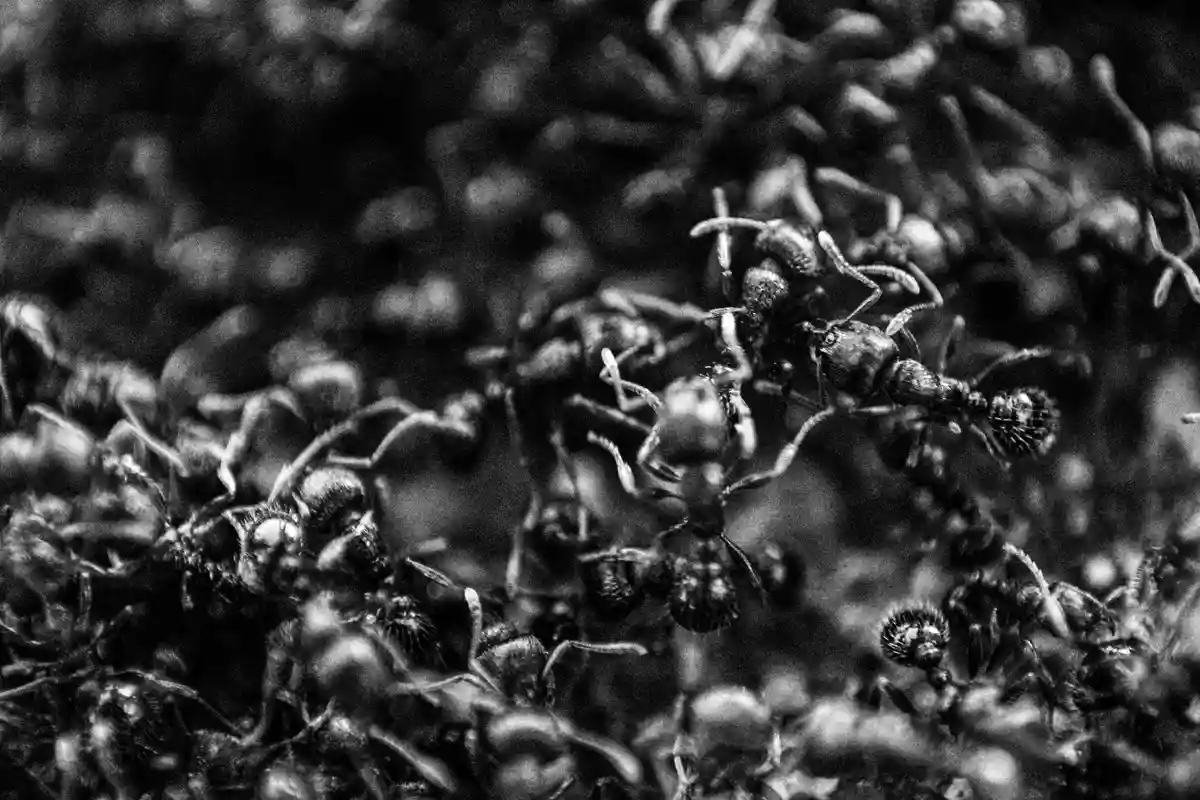 A black and white macro photograph shows a dense, blurry swarm of ants, with a few individuals in sharper focus in the…