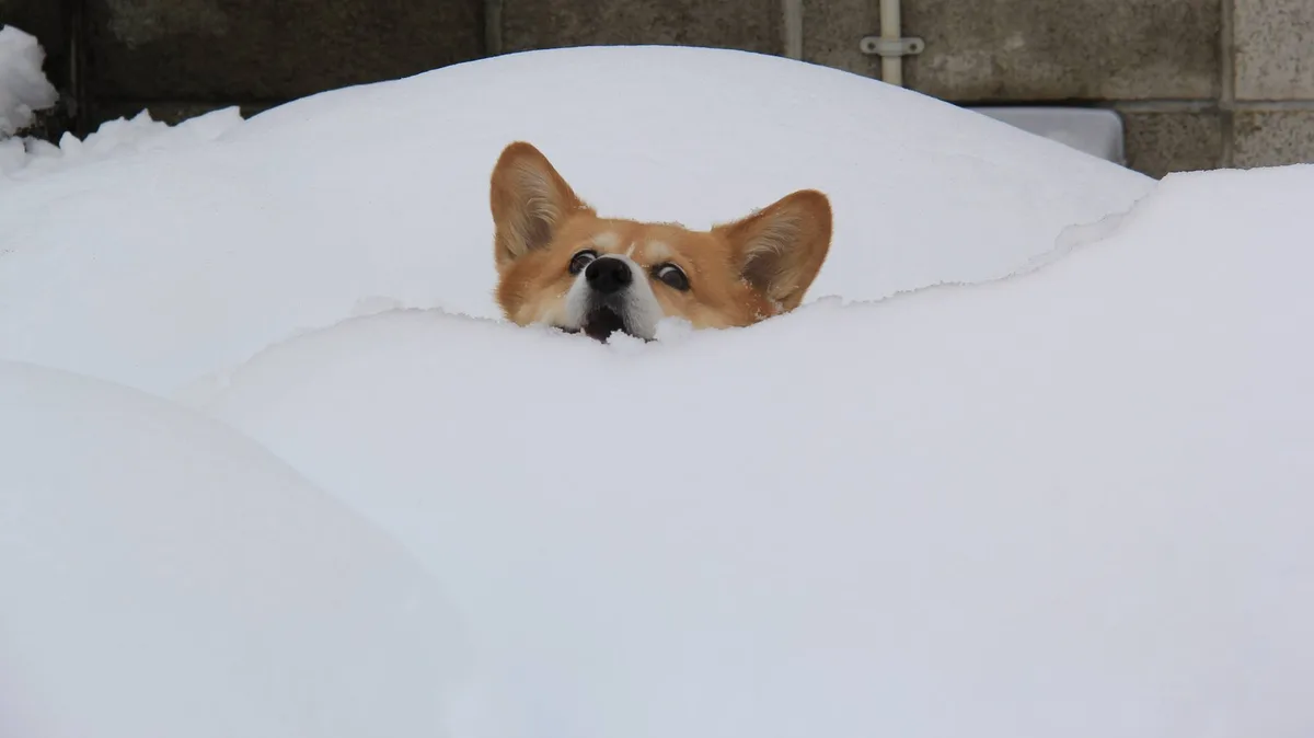 A corgi dog's head is peeking out from a large pile of snow, with only its ears, eyes, nose, and mouth visible. The…