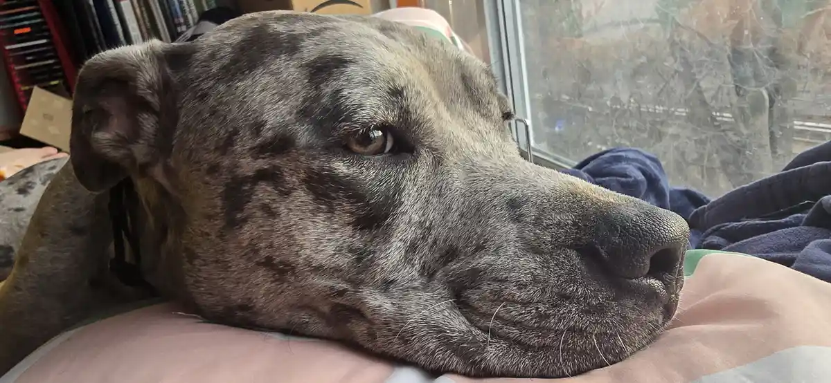 A close-up of a brindle-coated dog resting its head on a pink pillow, looking calm and slightly sleepy. The dog is indoors…