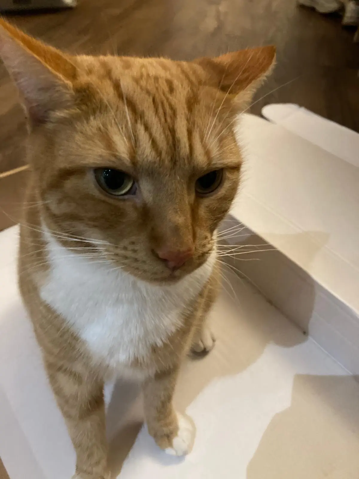 An orange tabby cat with a white chest and paws sits inside a white cardboard box, looking directly at the camera with a…