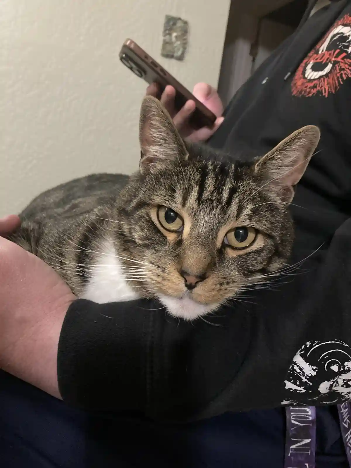 Meet Charlie, My Friend's Adorable Cat