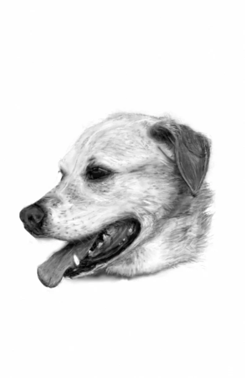 A black-and-white pencil sketch of a dog's head in profile, showing its open mouth, tongue, and floppy ear against a plain…