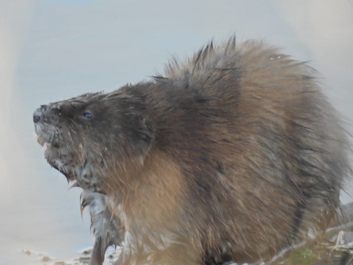 A close-up of a wet, shaggy beaver with its fur matted and sticking up, looking sideways with a slightly open mouth. The…