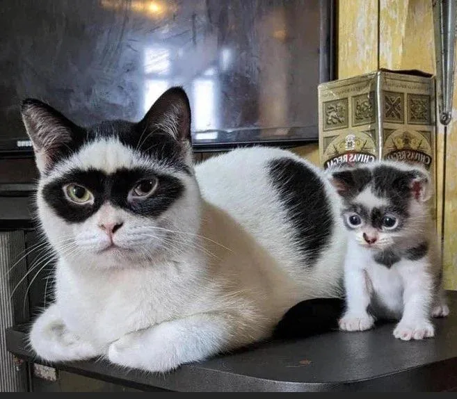 Meet the ultimate copycat: =^O.O^=