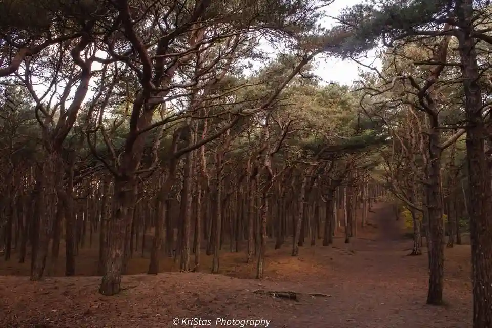 A photograph of a forest path lined with tall, thin pine trees whose branches arch overhead, creating a tunnel-like effect…