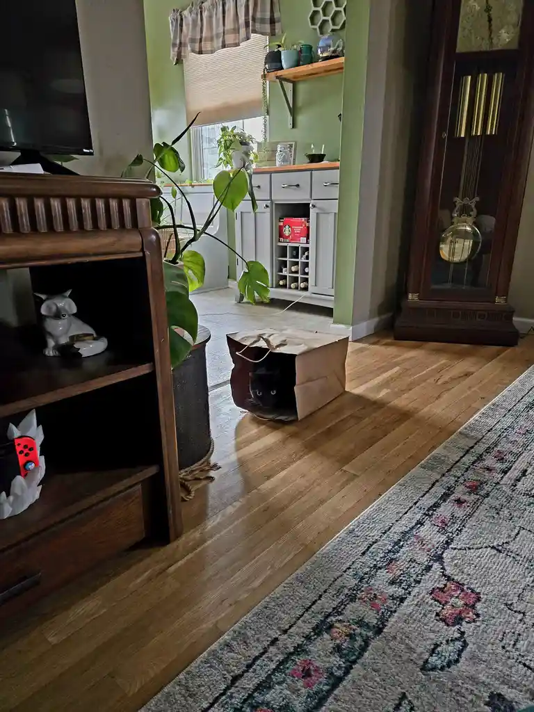 A black cat peeks out from inside a brown paper bag sitting on a hardwood floor in a cozy living room. The room features a…