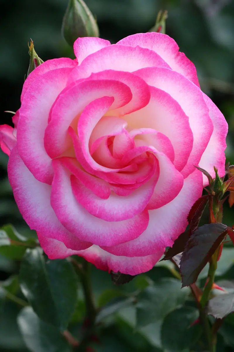 A Beautiful Day in May 2013 at Keisei Rose Garden