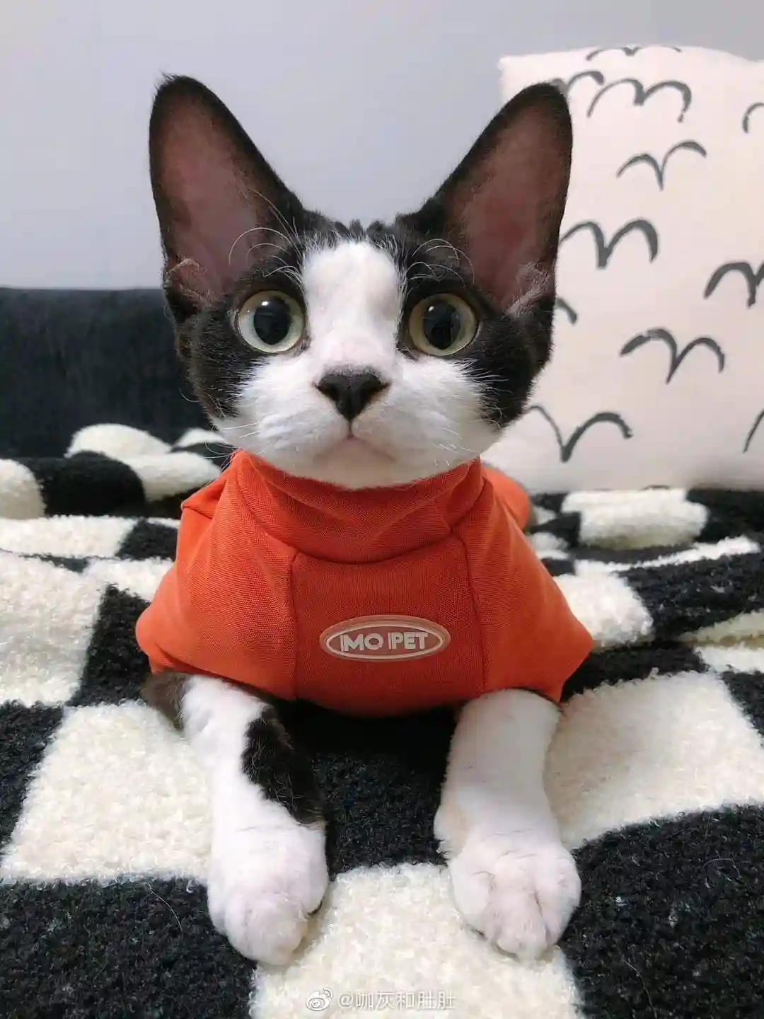 一只黑白相间的无毛猫穿着橙色高领宠物衫，坐在黑白格子毛毯上，表情呆萌无辜。图片下方有水印“@咖灰和肚肚”。